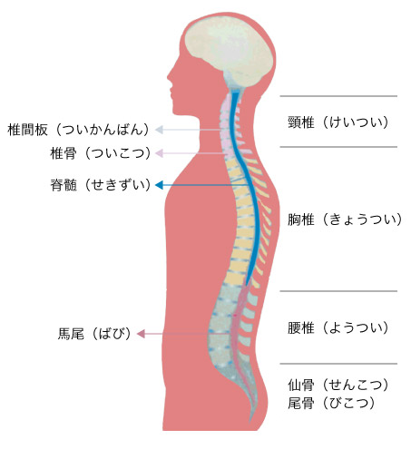 脊椎／脊髄の図